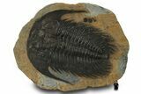 Spectacularly Preserved Acadoparadoxides Trilobite #378231-1